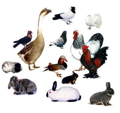 Calendrier Des Expositions Avicoles 2023 Les Expositions Avicoles Du Bas-Rhin 2011/2012