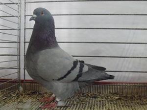 pigeon mulhousien